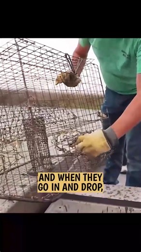 Watch Us Gear Up and Dive Into Crabbing Adventures in Maryland! #reels #travel #couple | Kara and Nate