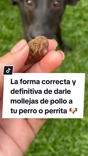 Beneficios de las mollejas de pollo para tu perro