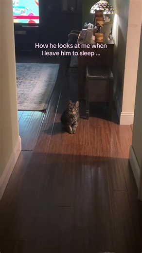 Likes he plotting my demise for leaving him… #catto #catsoftiktok #cutecats #petsoftiktok #blackcats