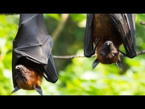 Fruit Bat: Nature’s Flying Fox Explained#wildlife#animalife#facts#animals#nature#viral#bat#fruitbat