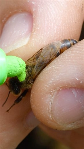 7.8M views · 6.1K reactions | Close-up look at a queen bee getting her thorax marked! Stay tuned for a long-form @youtube video of our process and the reasoning behind it!  #california #bees #queenbee #beekeeper #beekeeping #nature #insects #animals | California Bee Company | Facebook
