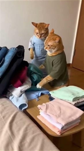 Cats in Clothes! Funny Feline Fashion Fails on TikTok #shorts
