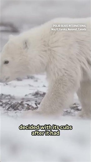 AI-powered radar helps avoid conflict with polar bears in Canada