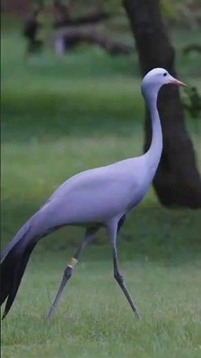 The Blue Crane: South Africa's Graceful and Rare National Bird