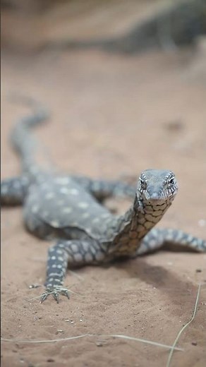 Monitor Lizard
