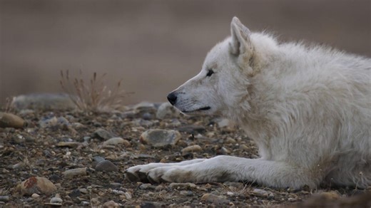Wolves vs. musk oxen