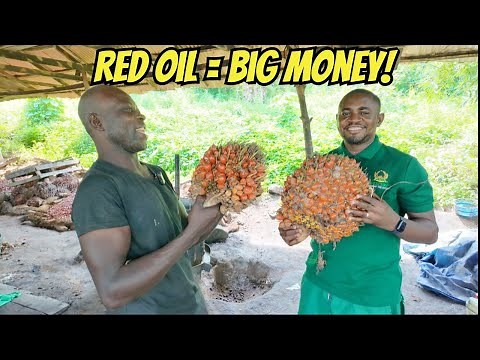 The Oil That Fueled an Empire - Palm Oil Production in Nigeria