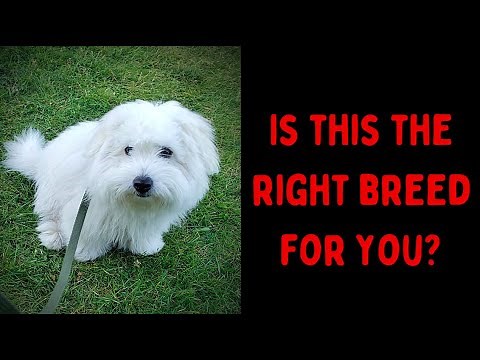 How We Discovered The Coton de Tulear Breed & Got Our First Coton!