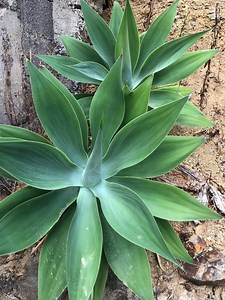 Agave Foxtail / Agave Attenuata - Etsy Canada