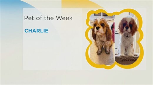 Pet of the Week: Charlie the precious pup