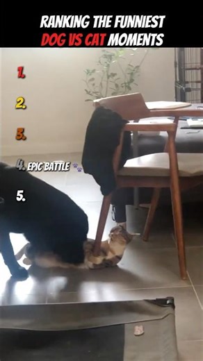 Ranking The Funniest Dog VS Cat Moments