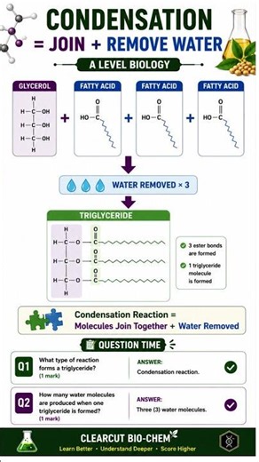 Master Lipids in 10 Minutes | A Level Biology #sciencerevision #biology #aqa