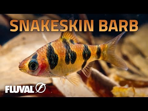 Species Spotlight | Snakeskin Barb