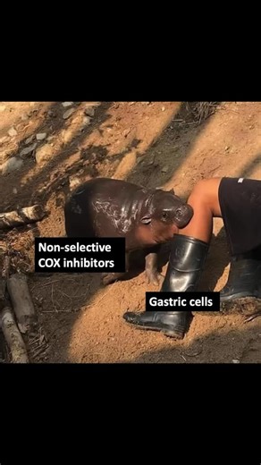 ⚡ Non-Selective COX Inhibitors (NSAIDs) 📍 Gastric toxicity: Block COX-1 - reduces protective gastric prostaglandins - causes peptic ulcers, bleeding, and perforation risk 📍Use PPI co-therapy in high-risk patients (elderly, H. pylori , prior ulcer) ⚡ Selective COX-2 Inhibitors (Coxibs) 📍 Gastroprotective: Spare COX-1 - preserve gastric mucosal protection - significantly lower risk of GI ulcers and bleeding compared to non-selective NSAIDs 📍 Cardiovascular risk: Inhibit COX-2-derived prostacyc