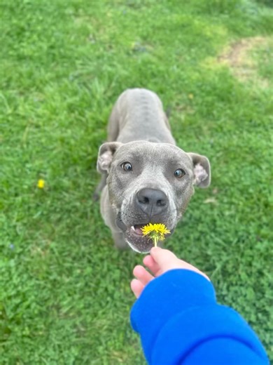 🐾 Meet Lola! 🐾 Looking for a furry companion who loves snuggles, walks, and enjoying the outdoors? Lola might just be your perfect match! This petite blue gal is eager to find her forever home. She adores being around her people and can’t wait to explore the world with you. Lola’s adoption fee is $125, which includes her spay, up-to-date vaccines, and microchip. Swing by Jeffersonville Animal Shelter at 201 Willinger Lane, Jeffersonville, Indiana, during adoption hours to meet this sweetheart: