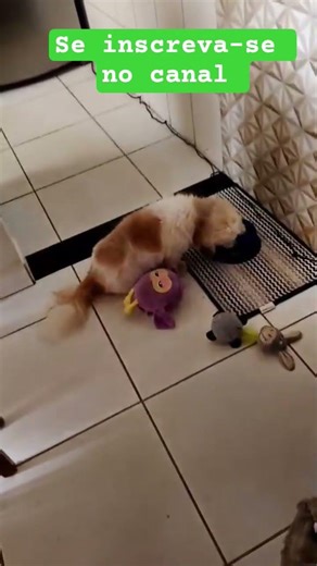 #fred #frederico #dengo #shitzu #dog