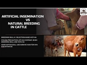 "Natural Mating vs. Artificial Insemination in Cattle: Which is Safer from Disease & Good |