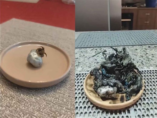 Criatura misteriosa ‘caída del cielo’ en Panamá desata comparaciones con Venom