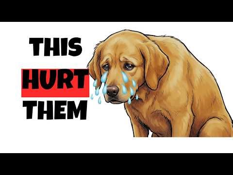Psychology of Dogs What They Feel When You Stop Giving Them Attention (They Notice Shift Instantly)