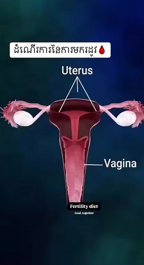 #ដំណើរការនៃការមករដូវ