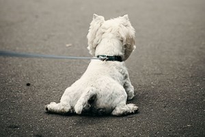 Understanding Barrier Frustration in Dogs
