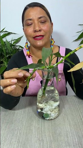 Secret to NEVER making your BAMBOO DIE!