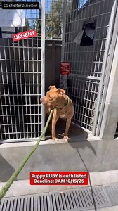 2.6K views · 269 reactions | We are very sad to report that Ruby did...