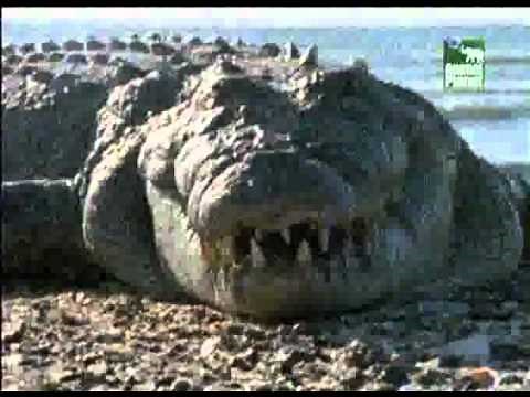 Animal Planet al Extremo - Depredadores 1/4