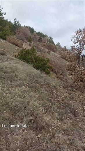 #Reel #fyp | Lesii Pontel Lala