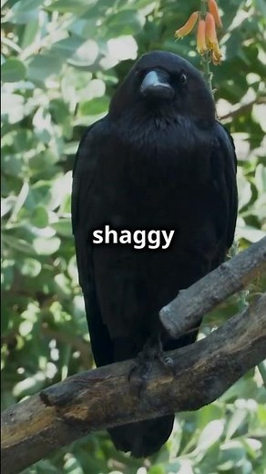 Crows vs Ravens Differences: Spot the Key Traits!