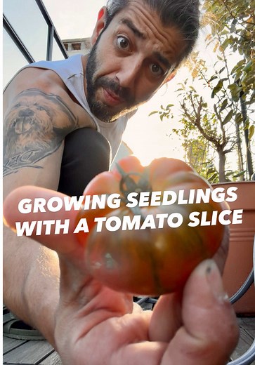 Grow Tomatoes from One Slice: Never Buy Tomatoes Again
