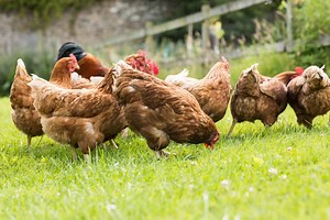 Common Good Farm | Local Hens