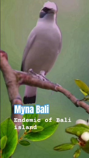 Chirping of Bali Starling, a Myna bird native of Bali