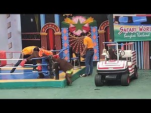 live chimpanzee boxing Thailand Bangkok tour 2022 from good dot RCM