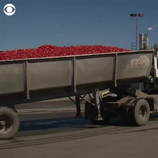 Tomatoes are typically turned into ketchup and other sauces, but this Australian startup is turning them into fresh drinking water for drought-parched California. https://cbsn.ws/3yQWAXB | CBS News