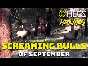 Screaming Bulls of September - Hunting with HECS Full Show