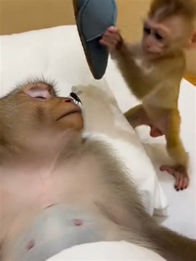 Funny Pet Moments That Will Make You Laugh