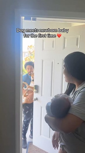 Our shiba inu meeting our newborn baby 🥹 #reels #cute #shiba #dog #newborn #baby | Anthony & Ana