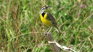 The Eastern Meadowlark is a grassland-dwelling member of the blackbird family known for its flutelike songs and stunning yellow chest with a black chevron “V.” Unfortunately, they are now also known for their steep population declines. Between 1970 and 2022, populations of Eastern Meadowlarks fell 3% each year. This has resulted in a cumulative loss of 75% of this species’ entire population, based on long-term data from the North American Breeding Bird Survey. Losses are due to disappearing gras
