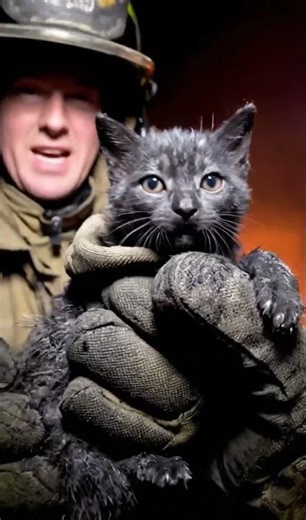 Firefighter saves the kitty at the purr-fect time #animals #rescue #kitten