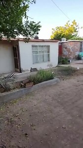 1.4K views · 11 reactions | TOOODOS LOS DÍAS  llegan reportes así  INTELIGENCIA ARTIFICIAL web dice: “La irresponsabilidad de los dueños de mascotas es una de las principales causas del aumento de perros callejeros en América Latina. Entre las acciones que contribuyen a este problema se encuentran: Comprar mascotas de manera impulsiva, No identificar a los perros, No esterilizar a los perros.” | Fundación PDP Educa, Adopta, Esteriliza AC | Facebook