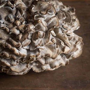 Hen of the Woods