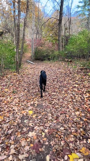 E-Collar Training Success: Enhance Your Dog's Recall