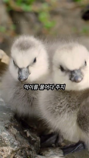 아기 새가 절벽에서 뛰어내리는 이유