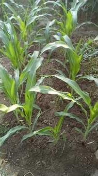 Intercroping farming 🌽🫑🥔