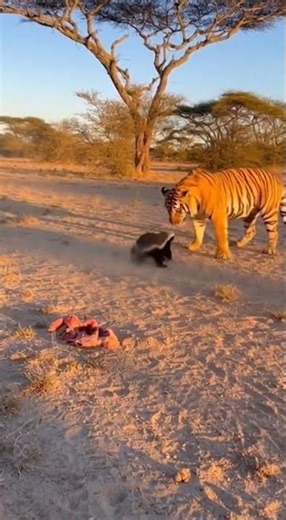 Tiger vs Honey Badger – The Fearless Fight That Shocked Everyone 🐯🦡 #Wildlife #Tiger #HoneyBadger