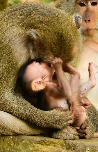 Daily Adorable Baby Wild Monkeys Daily Video 🐵🐒🙊 #reels #monkeys #wildmonkey #babymonkey #cutemonkey | Monkey Free