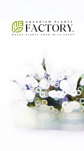  Elevate Your Aquarium with Bucephalandra King Blue!  Add a touch...