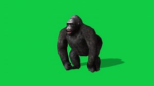 Download Gorilla running front, side angle view loop 3d animation isolated on green screen background for free