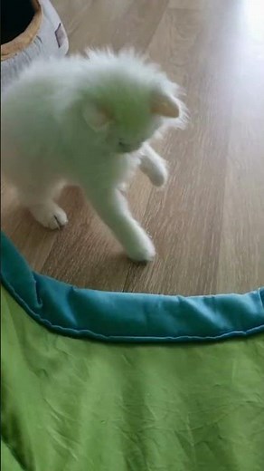 Kitten's Silly Jumping Skills 😻